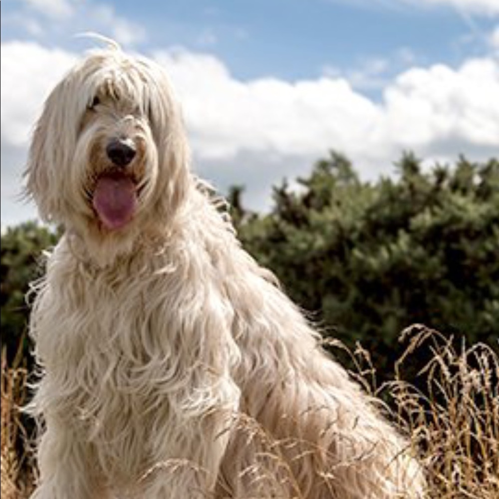 Meet your Posher, Posh